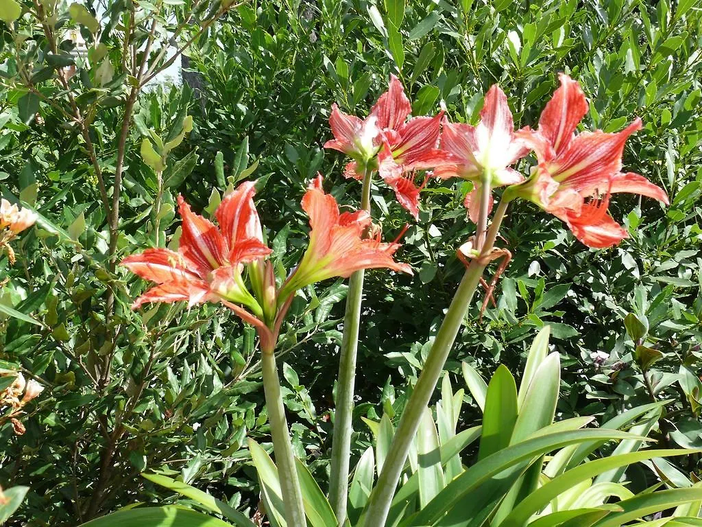Affittacamere Volusia House ローマ イタリア